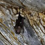 Kuching: Fairy & Wind Cave Guided Tour - The Journey to Sarawak’s Limestone Marvels