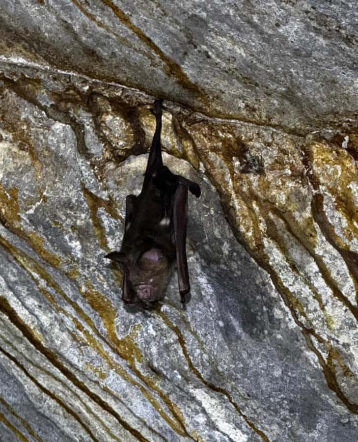 Kuching: Fairy & Wind Cave Guided Tour - The Journey to Sarawak’s Limestone Marvels