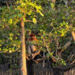 Kuching Mangrove Wildlife and Fireflies - What to Know Before You Go