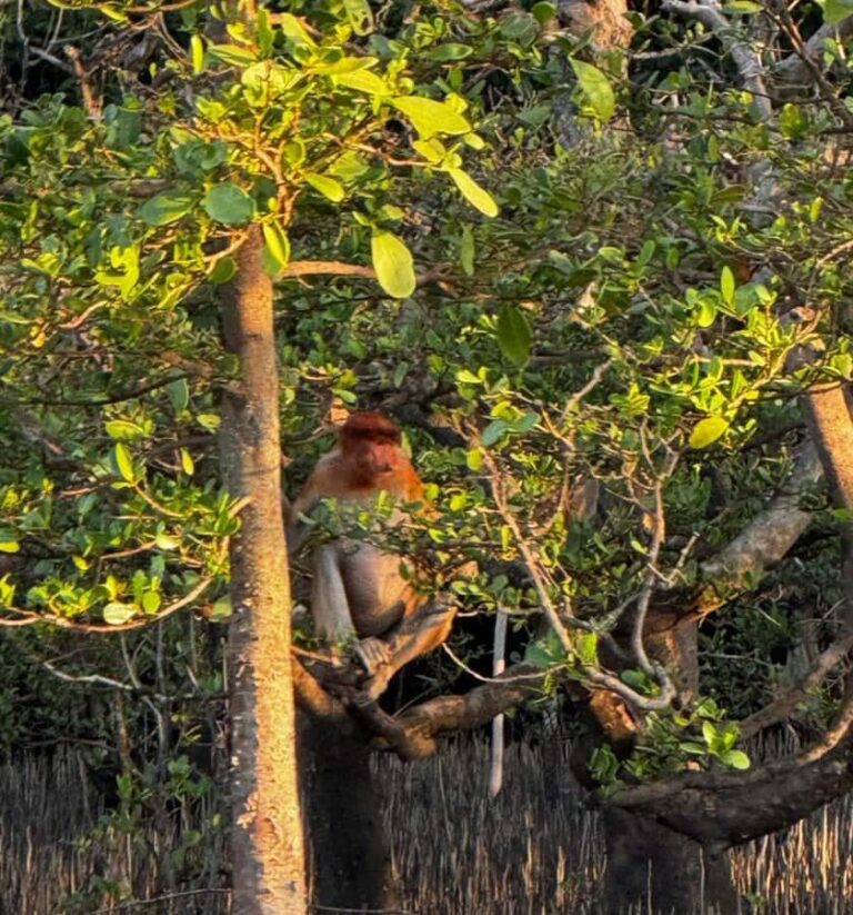 Kuching Mangrove Wildlife and Fireflies - What to Know Before You Go