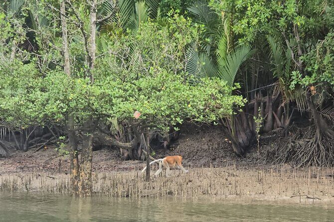 Kuching Mangrove Wildlife and Fireflies (Private Tour) - Practical Details and What to Expect