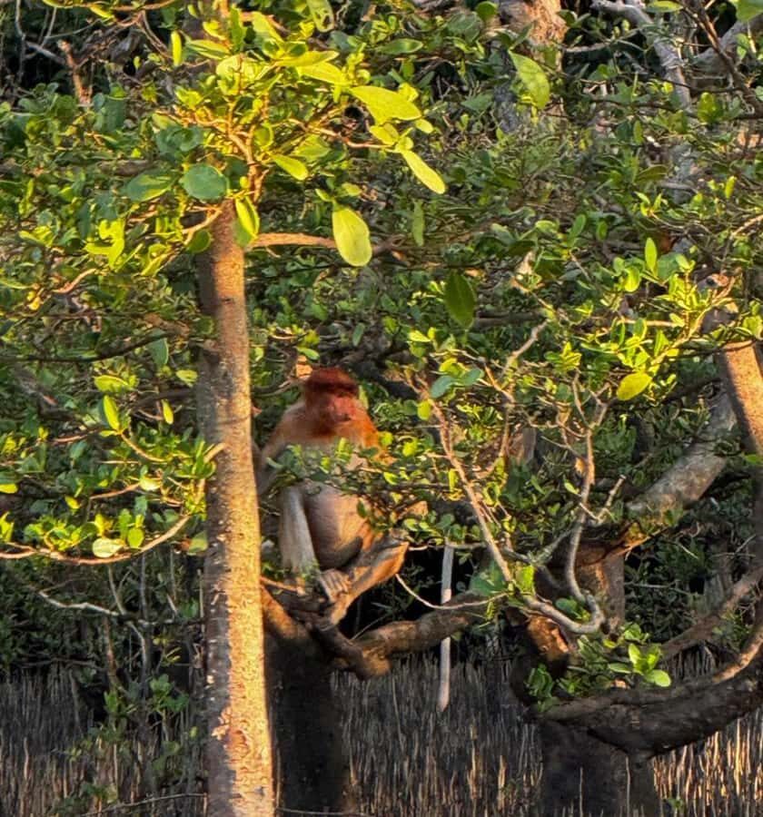 Kuching Mangrove Wildlife and Fireflies - What to Know Before You Go