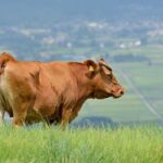 Kumamoto Castle Suizenji Garden and Aso Full-Day Tour Option - FAQ