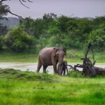 Kumana National Park Half or Full-Day Safari - Who Would Love This Tour?