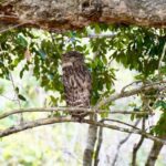 Kumana National Park: Private Birdwatching Safari Tour - What to Expect on Your Safari