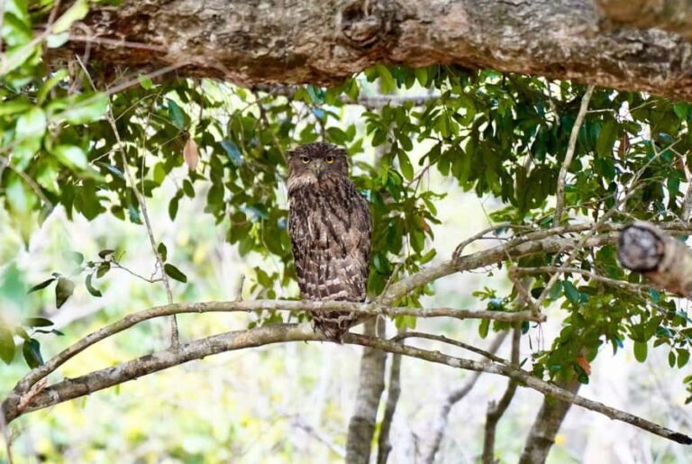 Kumana National Park: Private Birdwatching Safari Tour - What to Expect on Your Safari