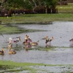 Kumana National Park Private Safari - A Detailed Look at the Itinerary