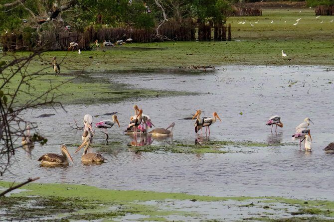 Kumana National Park Private Safari - A Detailed Look at the Itinerary