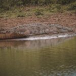 Kumana Safari Drive from Arugam Bay - Who Should Consider This Tour?