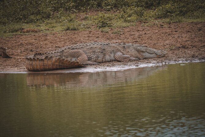 Kumana Safari Drive from Arugam Bay - Who Should Consider This Tour?