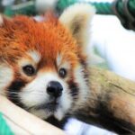 Kurodake Ropeway, Asahiyama Zoo Autumn Leaves Bus Tour - Exploring the Itinerary in Detail