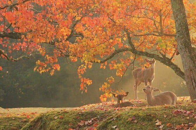 Kyoto and Nara Day Tour with Kobe Beef Lunch - Starting Point and Transportation