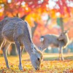 Kyoto And Nara Heritage Day Tour With Optional Culture Lunch - Cultural Lunch: The Warmth of a Sumo-Style Chicken Hot Pot
