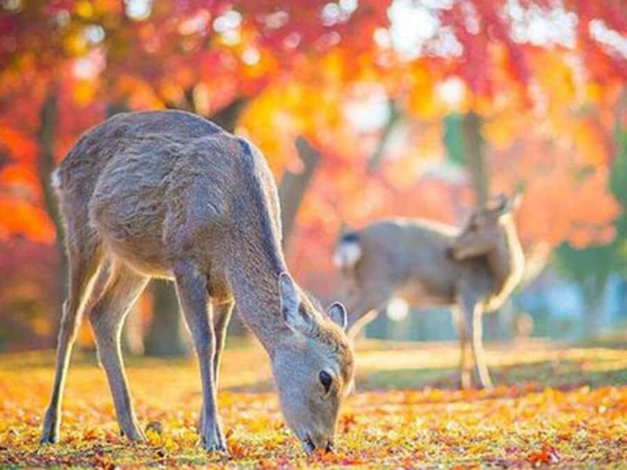 Kyoto And Nara Heritage Day Tour With Optional Culture Lunch - Cultural Lunch: The Warmth of a Sumo-Style Chicken Hot Pot