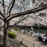 Kyoto: Enjoy "Hanami" Cherry Blossom Experience with Snacks - Discovering the Cherry Blossom Spirit in Kyoto