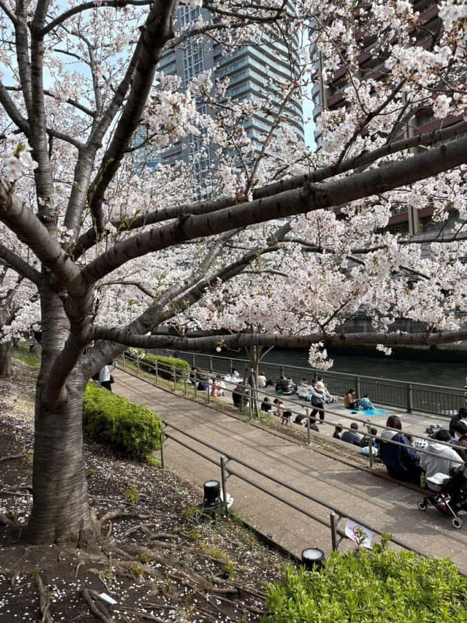 Kyoto: Enjoy "Hanami" Cherry Blossom Experience with Snacks - Discovering the Cherry Blossom Spirit in Kyoto
