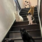 Kyoto: Ethical Cat Sanctuary & Traditional Tea Ceremony - FAQ