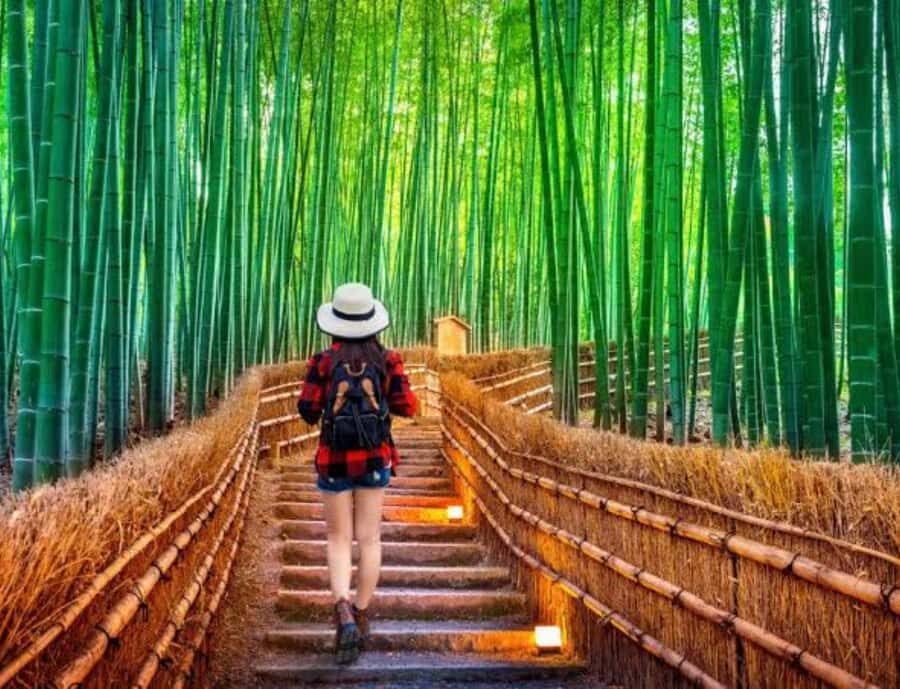 Kyoto Full Day Customizable Private Tour with English Guide - What Makes This Tour Stand Out