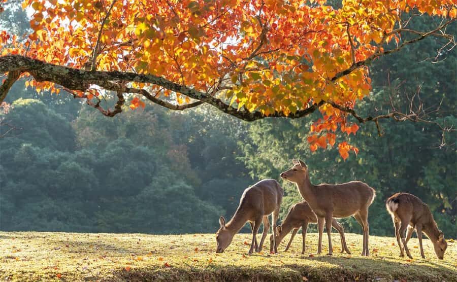Kyoto, Gion & Nara: Culture & Heritage Full-Day Tour - Detailed Breakdown of the Itinerary