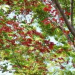 Kyoto Guided Tour of Bamboo Forest, Temple and more - Scenic Spot: Togetsukyo Bridge