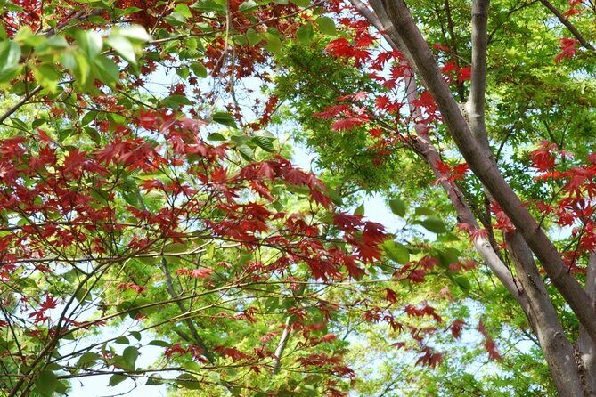 Kyoto Guided Tour of Bamboo Forest, Temple and more - Scenic Spot: Togetsukyo Bridge