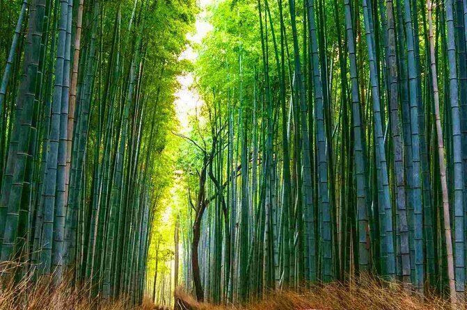 Kyoto Highlights Tour: Arashiyama, Nara Park and Fushimi Inari - Practical Details and What to Expect