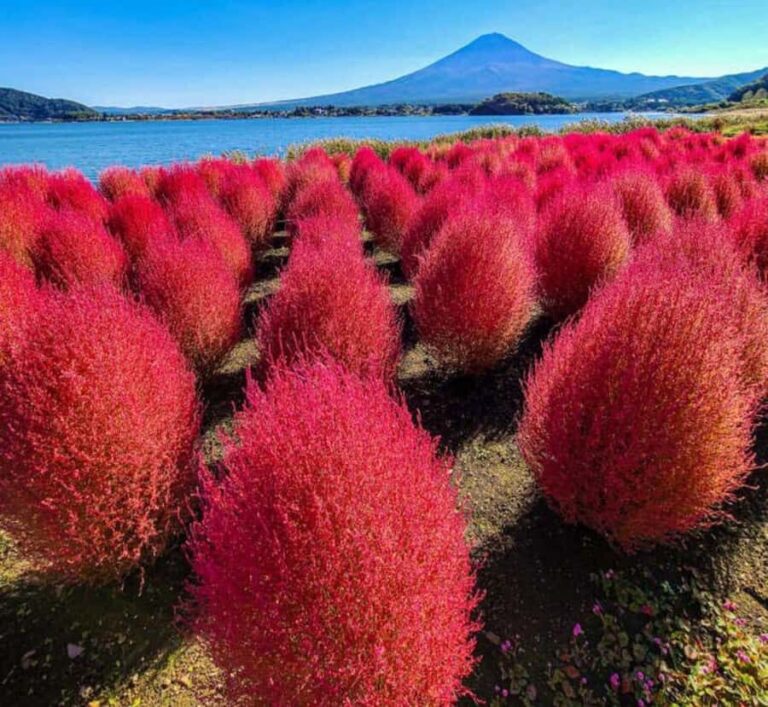 Kyoto: Mount Fuji Private Tour with English Speaking Driver - Top Stops and What You’ll See