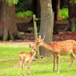 Kyoto/Nara: Exclusive Private Guided Tour with Hotel Pickup - What Travelers Can Expect