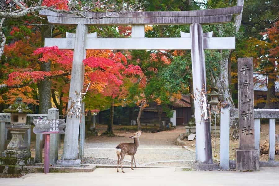 Kyoto & Nara: Private Family Tour with Hotel Pickup - Practical Details and Value