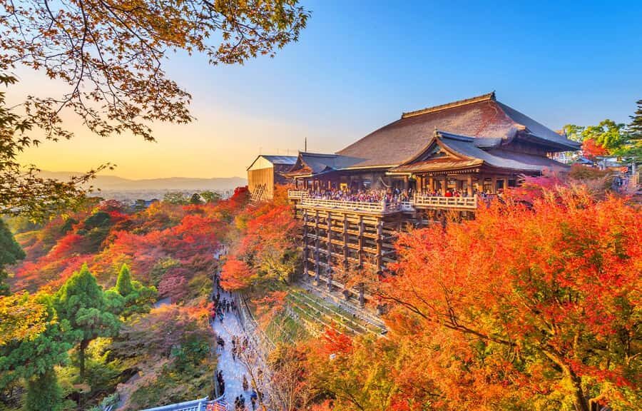 Kyoto/Osaka: Kyoto and Nara World Heritage Day Tour - Who Should Consider This Tour?