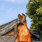 Kyoto/Osaka: Kyoto&Nara Private Customized Guided Tour - An In-Depth Look: What You Can Expect