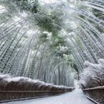 Kyoto Private Full-Day Sightseeing Tour from Nikko - The Realities of a One-Day Tour