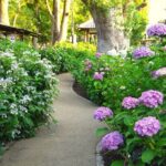 Kyoto Private Hydrangea Tour by Car and Rail - Who Should Consider This Tour?