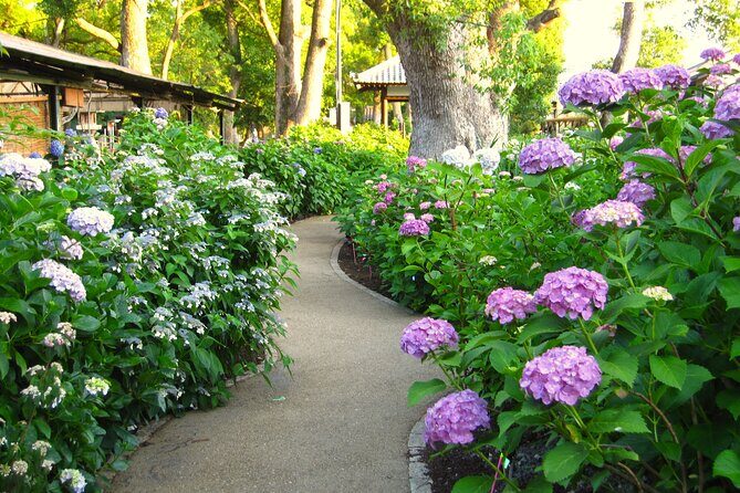 Kyoto Private Hydrangea Tour by Car and Rail - Who Should Consider This Tour?