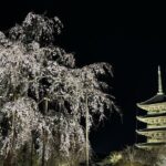 Kyoto/ Private Tour delivered and guided by a top-tier driver - Detailed Breakdown of the Itinerary