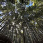 Kyoto: Private Tour with Nara included and English Driver - An In-Depth Look at the Tour Experience