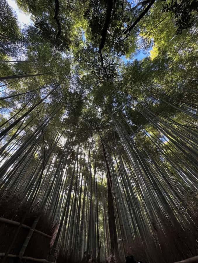 Kyoto: Private Tour with Nara included and English Driver - An In-Depth Look at the Tour Experience