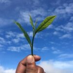 Labookellie Tea Factory Tour from Nuwara Eliya - Who Should Consider This Tour?