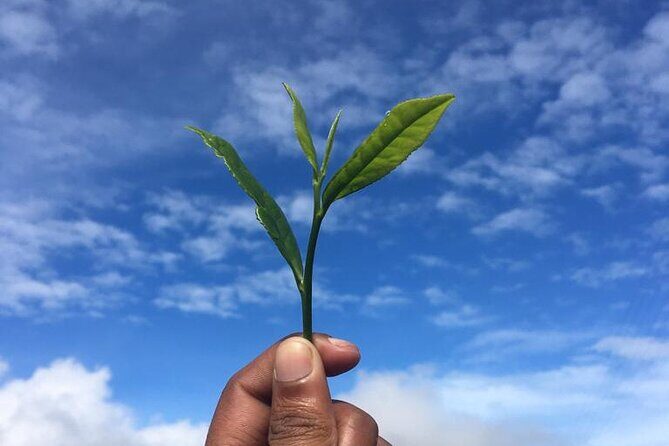 Labookellie Tea Factory Tour from Nuwara Eliya - Who Should Consider This Tour?