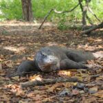 Labuan Bajo - Komodo multi day tour Using Luxury Pinishi Boat - The Experience on the Water