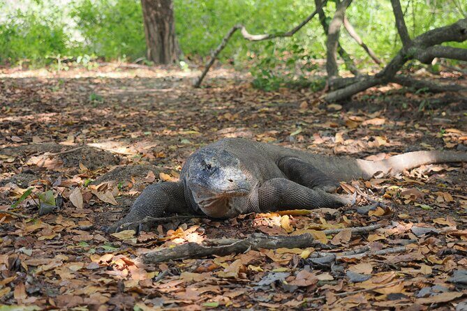 Labuan Bajo - Komodo multi day tour Using Luxury Pinishi Boat - The Experience on the Water