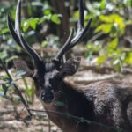 LABUAN BAJO: Komodo Shared Tour With Speed Boat - Transportation & Group Size