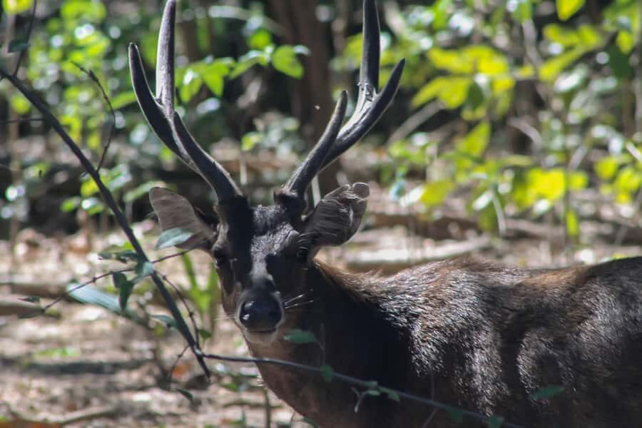 LABUAN BAJO: Komodo Shared Tour With Speed Boat - Transportation & Group Size