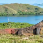 Labuan Bajo: Private Komodo & Island-Hop Yacht w/ Snorkel - Kelor Island: Short Hike with Big Rewards