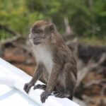 Langkawi Mangrove & Bat Cave Expedition: Sharing Boat With Option - What Travelers Say About the Tour