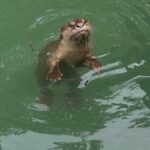 Langkawi Mangrove Boat Tour - Authentic Insights from Past Participants