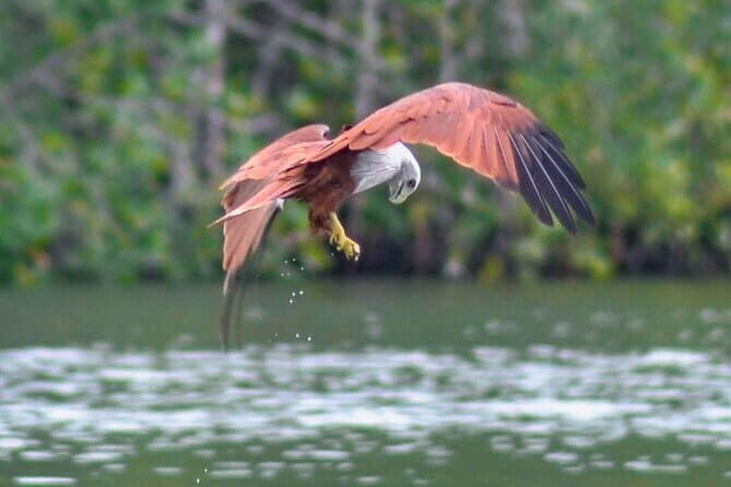 Langkawi Mangrove Boat Tour at Kilim Geoforest Park - Practical Details: What You Need to Know