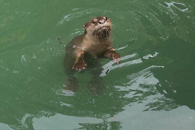 Langkawi Mangrove Boat Tour - Authentic Insights from Past Participants
