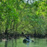 Langkawi: Mangrove Kayak Tour with Wildlife Spotting - An In-Depth Look at the Langkawi Mangrove Kayak Tour