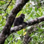 Langkawi: Private Day Tour around Island - Who is This Tour Perfect For?